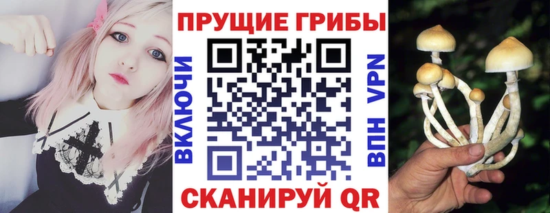 omg зеркало  Апшеронск  Галлюциногенные грибы мицелий 